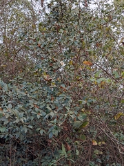 Camellia oleifera