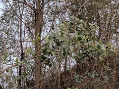 Camellia oleifera