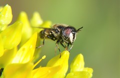 Copestylum marginatum