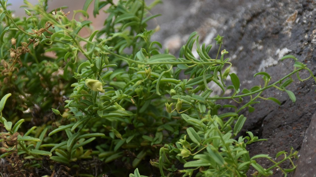 Nanorrhinum urbanii