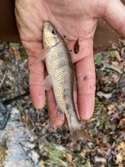 Erimyzon claviformis