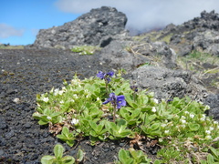 Veronica grandiflora