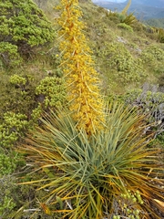 Aciphylla glaucescens