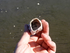 Austromegabalanus psittacus