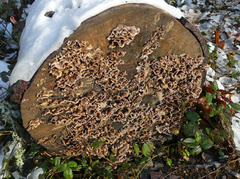 Cyphellaceae