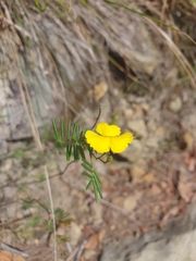 Gompholobium pinnatum