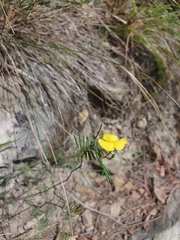 Gompholobium pinnatum