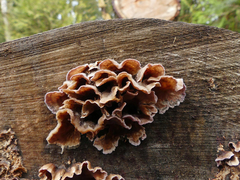 Cyphellaceae