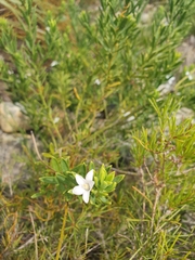 Philotheca queenslandica