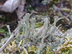 Cladonia cenotea