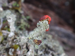 Cladonia didyma