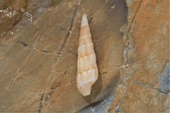 Terebridae