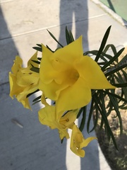 Cascabela thevetioides