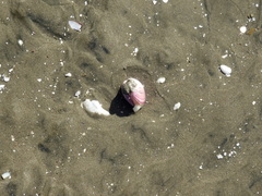 Eucallista purpurata