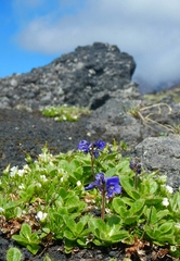 Veronica grandiflora