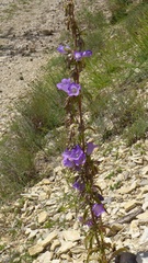 Campanula medium