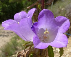 Campanula medium
