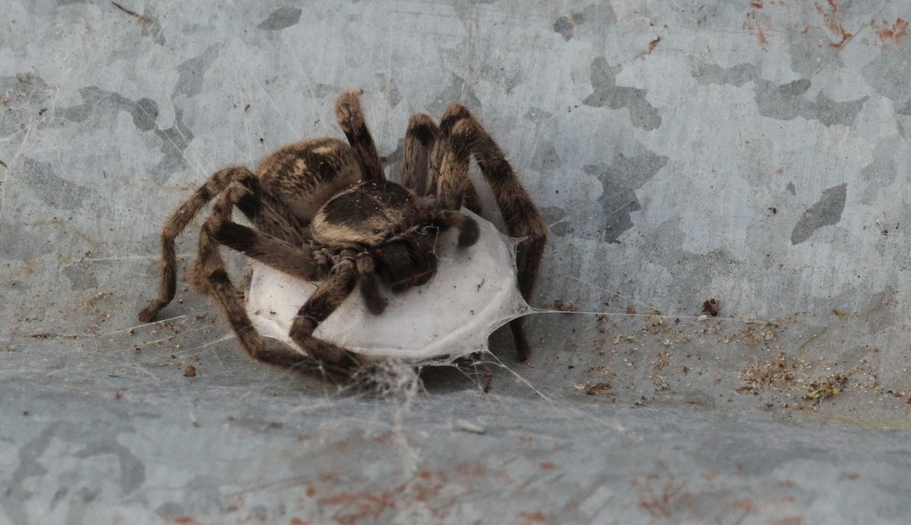 Polybetes pythagoricus