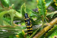 Cyrioides imperialis