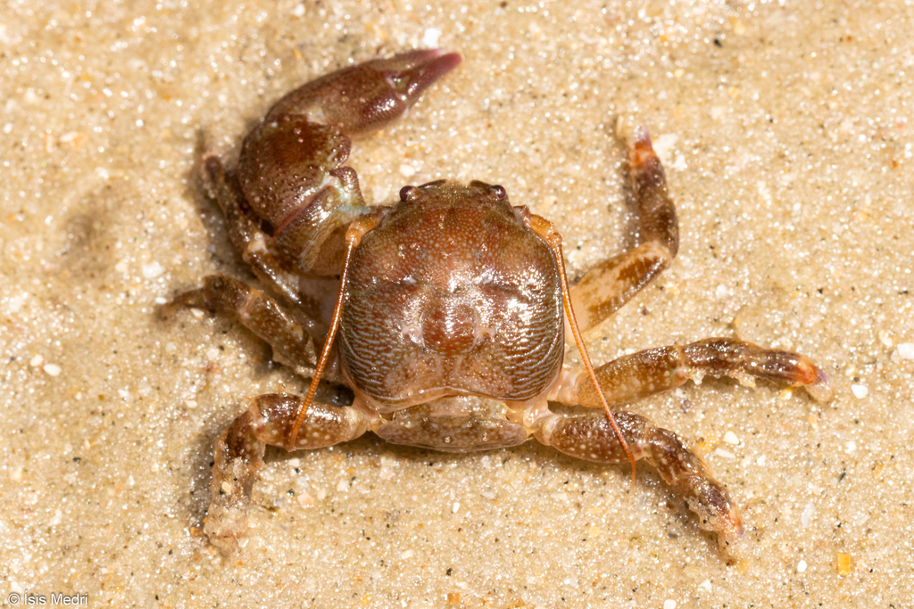 Pachycheles laevidactylus