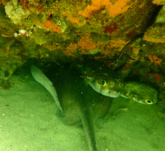 Trygonoptera imitata