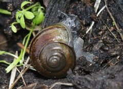 Helminthoglypta tudiculata