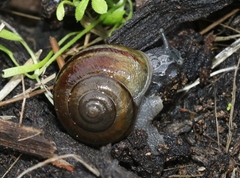 Helminthoglypta tudiculata