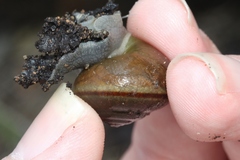 Helminthoglypta tudiculata