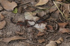 Bothriurus rochensis