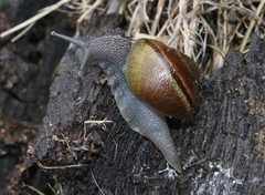 Helminthoglypta tudiculata