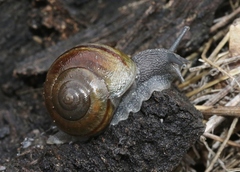 Helminthoglypta tudiculata