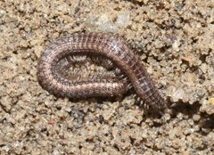 Tynommatidae