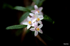Crowea angustifolia