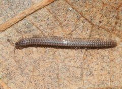 Tynommatidae