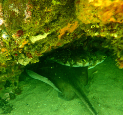 Trygonoptera imitata
