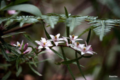 Crowea angustifolia