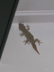 Tarentola angustimentalis