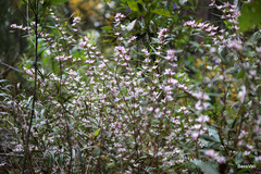 Crowea angustifolia