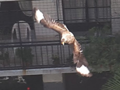 Caracara plancus