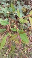 Angophora subvelutina