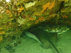 Trygonoptera imitata
