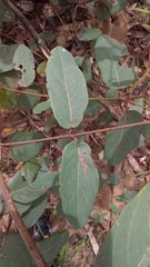 Angophora subvelutina