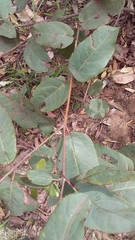 Angophora subvelutina