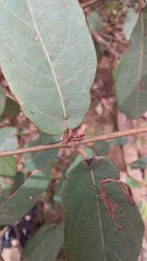 Angophora subvelutina