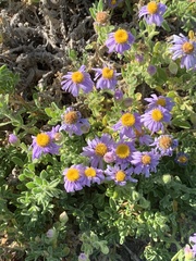 Amellus asteroides mollis