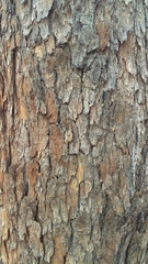 Angophora subvelutina