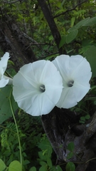 Ipomoea scopulorum
