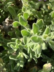 Amellus asteroides mollis