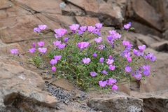 Cristaria aspera formosula