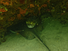 Trygonoptera imitata